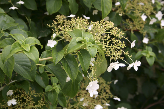  allow Hydrangea anomala subsp. petiolaris to self cling to surfaces
