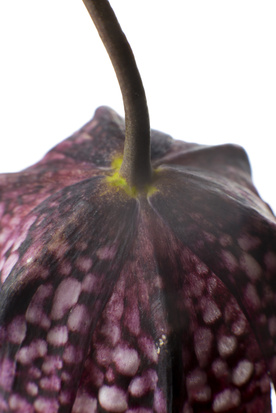 Fritillaria meleagris (Jason Russell, Twig Garden Design) flower detail