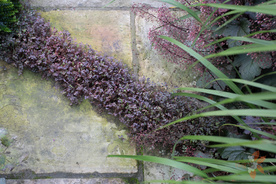 The tiny purple leaves of Acaena inermis 'Purpurea' creeping between the gaps in the paving