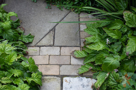 Playful brick inserts in the path surrounded by the leaves of Francoa sonchifolia