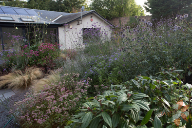 new perennial planting in midlothian garden with banks of flowers in front of the house 