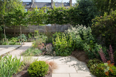 contemporary back garden in Edinburgh shopwing pleached trees, herbaceous planting and sandstone paving