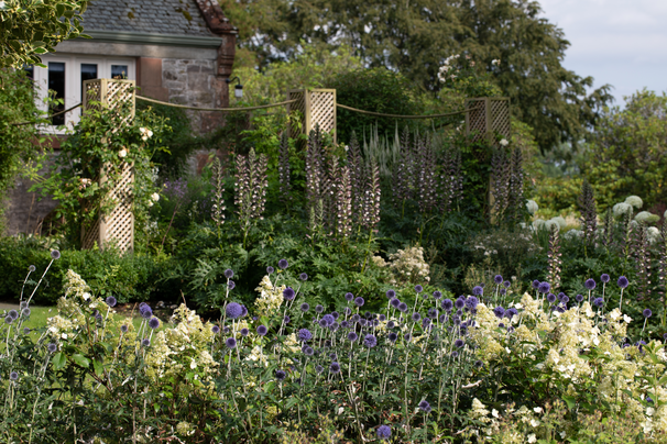trellis rose posts linked by ropes sitting infront of the house and behind Acanthus spinosa flower spires, Hydrangea and Echinops