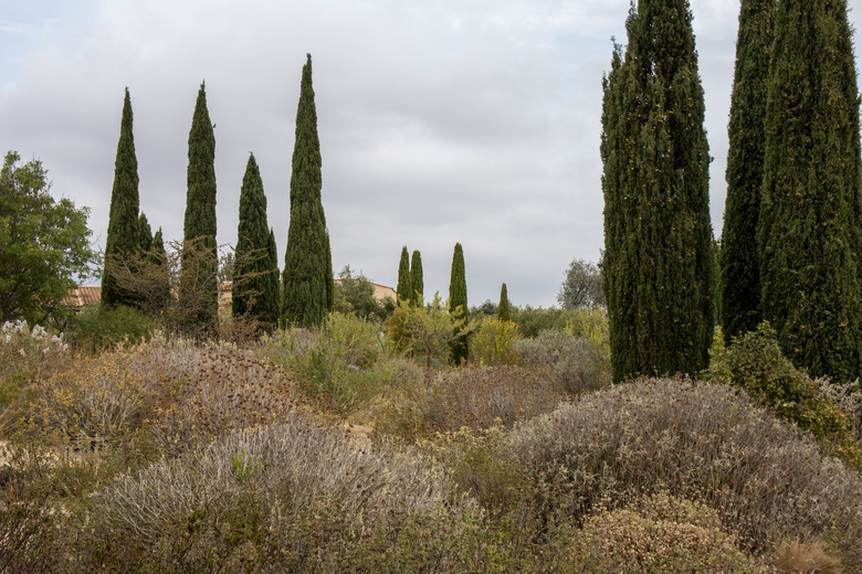 mounds of drought loving plants with tall evergreen cypress trees at le jardin sec