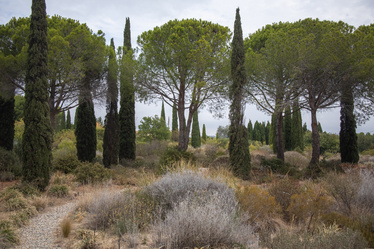 round topped stone pines and vertical cypress trees rising out of low level dry loving shrubs at Olivier Filippi's Mediterranean le jardin sec 