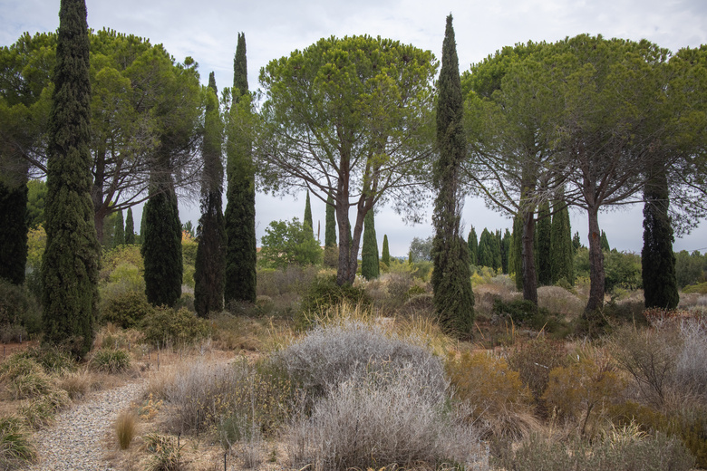 round topped stone pine trees and tall thin cypress at the mediterranean garden of Olivier & Clara Filippi
