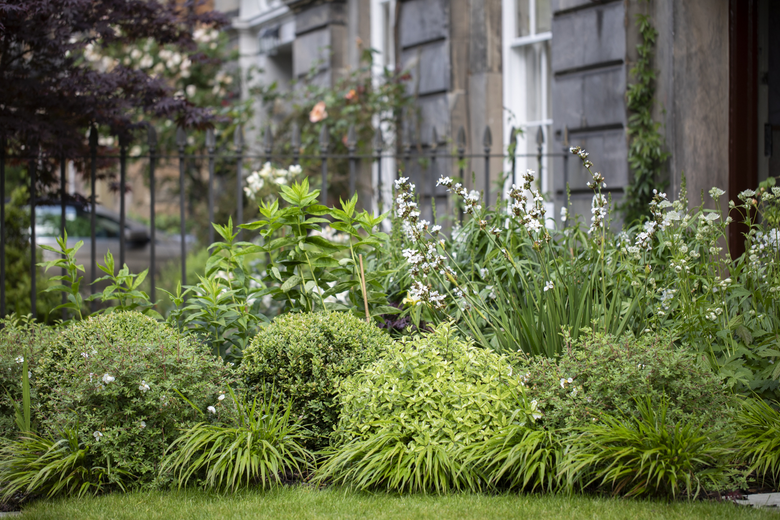 Edinburgh front garden design featuring clipped mounded shrubs interplanted with hakonechloa grasses and a border of white flowering herbaceous perennials